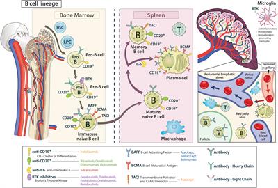 Frontiers | B Cell Targeted Therapies In Inflammatory Autoimmune ...